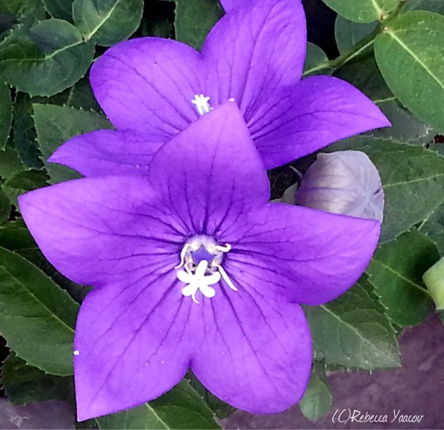 purple star flower
