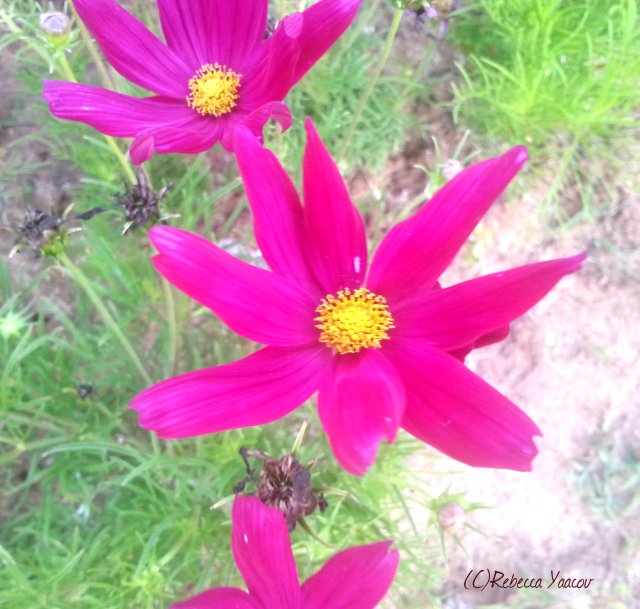 Purple-star-like-flower